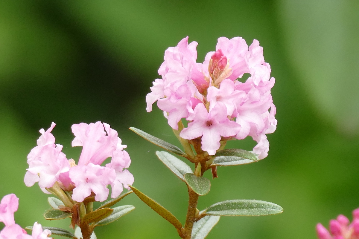 R. primuliflorum